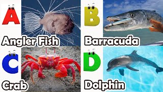 ABC Sea Animals song | Learn Alphabets | English and Animals for Kids | Alphabets Kids Song #abcd