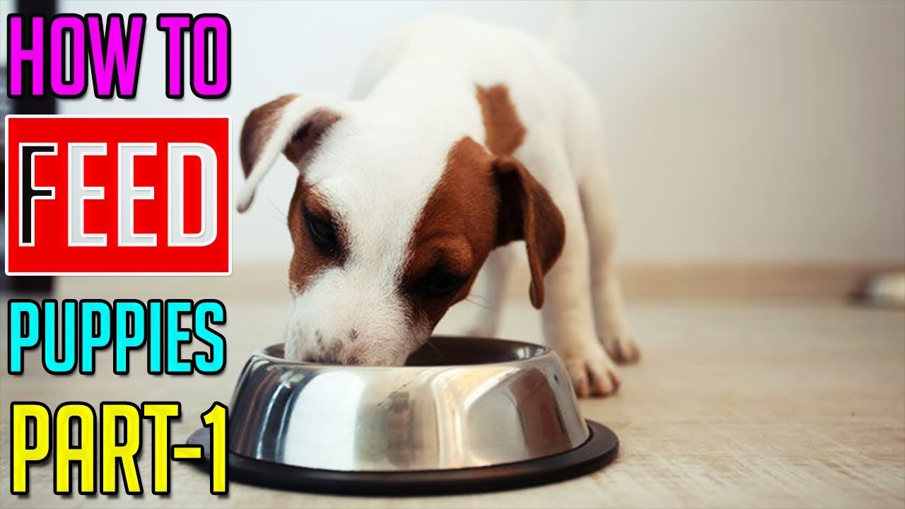 How To Feed Puppies || How To Choose The Best Puppy Food || Part-1