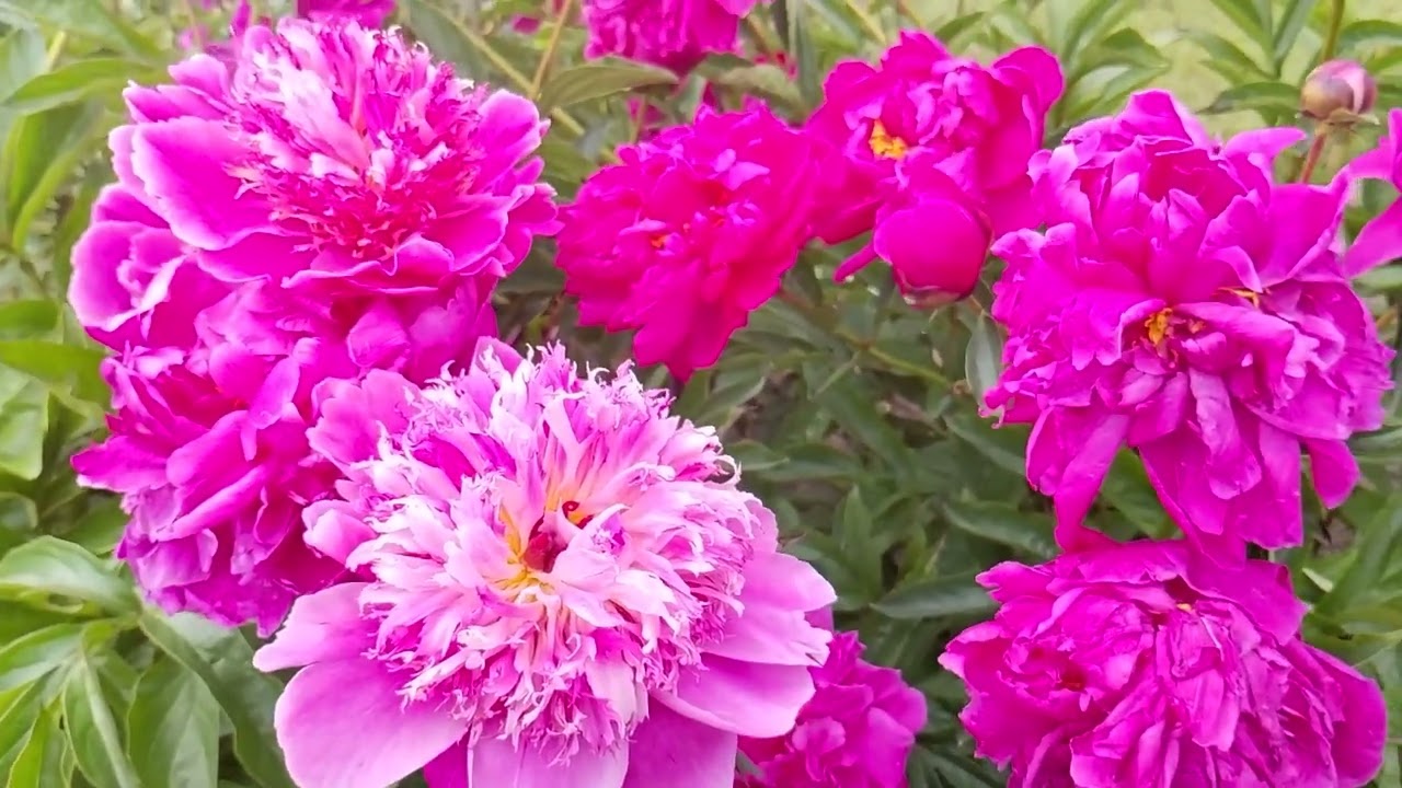 Beautiful and Colourful Peonies