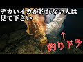 釣りドラとイカ釣って鬼絞めして捌いて食べた。@tsuridora 