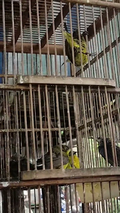 harga sogon 10 ribu dikios pak yanto pasar ngemplak