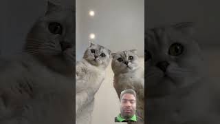 #cat #vlog #lifeisbutadream #catfunny #funny #catvideos #ihavethisthingwithplants #cute #comedy bhgf