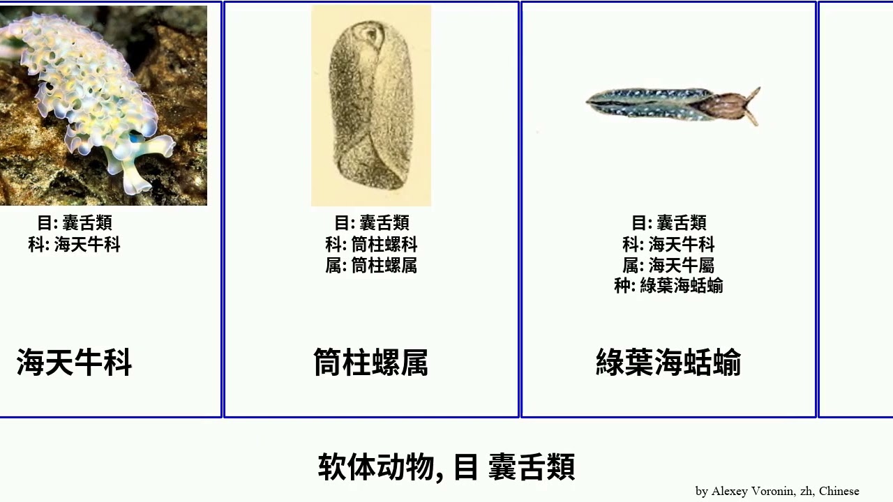 软体动物, 目 囊舌類 mollusca Sacoglossa Mood 綠葉海蛞蝓 筒柱螺属 三兕海天牛 Smile Large 缘边海天牛 海天牛屬 长足总科 海天牛科 Nico 大叶海天牛