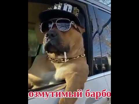 Собака в очках в машине