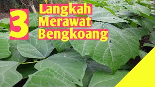 How to care for yam plants.