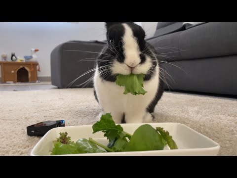Rabbit eating lettuce ASMR - YouTube