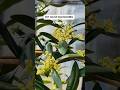 MY OLIVE BLOSSOMS