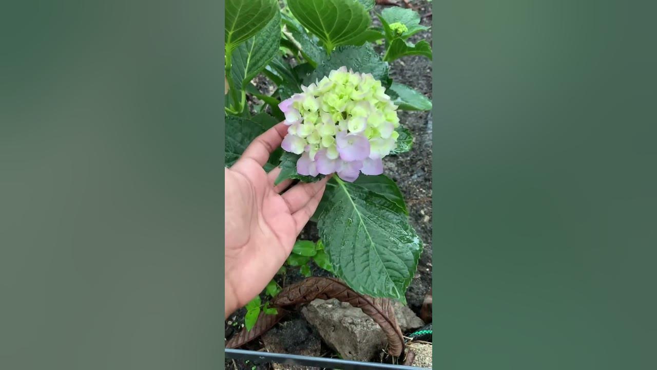 Growing Hydrangeas In South Florida gardening hydrangeas  growing-hydrangeas-in-south-florida-gardening-hydrangeas