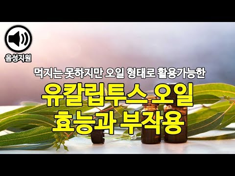 근육통에 특히 좋다는 유칼립투스(오일) 효능과 부작용