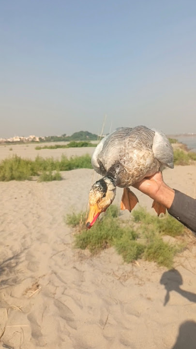 𝘿𝙪𝙘𝙠 𝙝𝙪𝙣𝙩𝙞𝙣𝙜 2025.2026 𝙠𝙖 𝙨𝙝𝙞𝙠𝙖𝙧 𝙈𝙖𝙜𝙖 𝙠𝙖 𝙨𝙝𝙞𝙠𝙖𝙧 #весенняяохота #goosehunting #waterfowlhunting