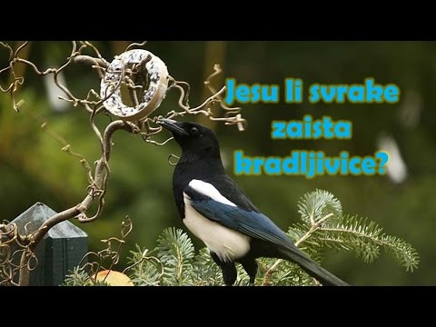 Video: Uništavaju li svrake gnijezda?