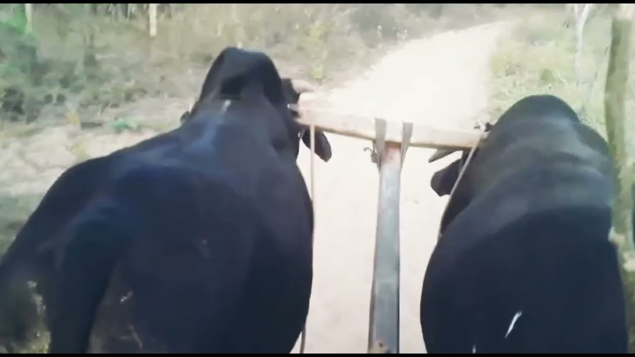 AS COISAS DO NORDESTE 🏘️🐓