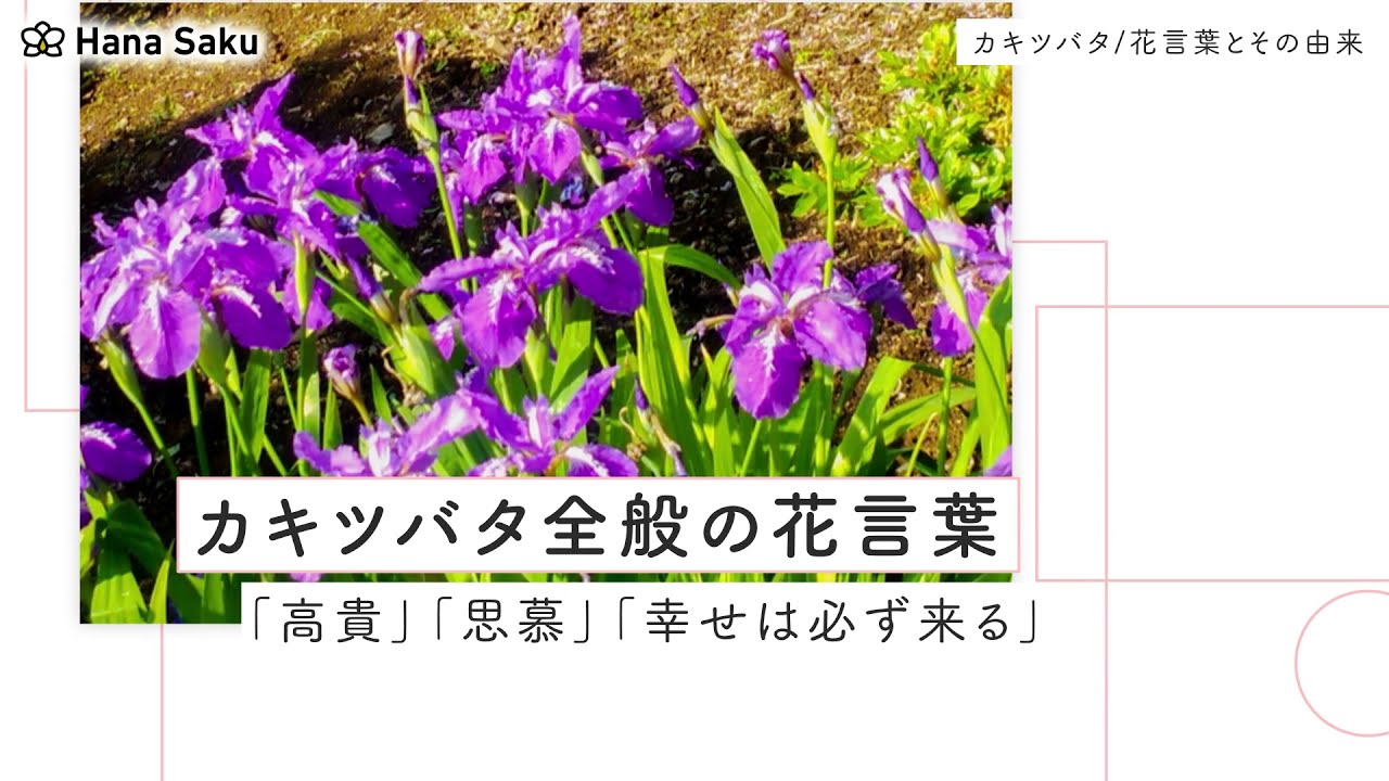 カキツバタ 燕子花 の花言葉 由来や誕生花 怖い意味はある アヤメとの見分け方も解説 Hanasaku