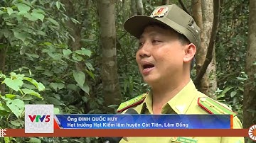 NÂNG CAO HIỆU QUẢ CÔNG TÁC QUẢN LÝ, BẢO VỆ RỪNG   | VTV5