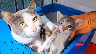 The mother cat thanks me for treating the eyes of her cute kittens by Cute Kittens 1,322 views 2 days ago 5 minutes, 3 seconds