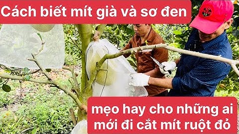 Hướng dẫn cách cắt mít ruột đỏ cũng như cách nhận biết mít sơ đen của loại mít này ..!!