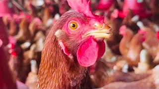 cuntos Comederos Se Necesitan Para 500 Gallinas Ponedoras