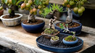 ミニ盆栽の水管理方法shorts