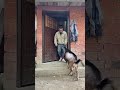 Peaceful village morning 🌄 playing with animal & farm life