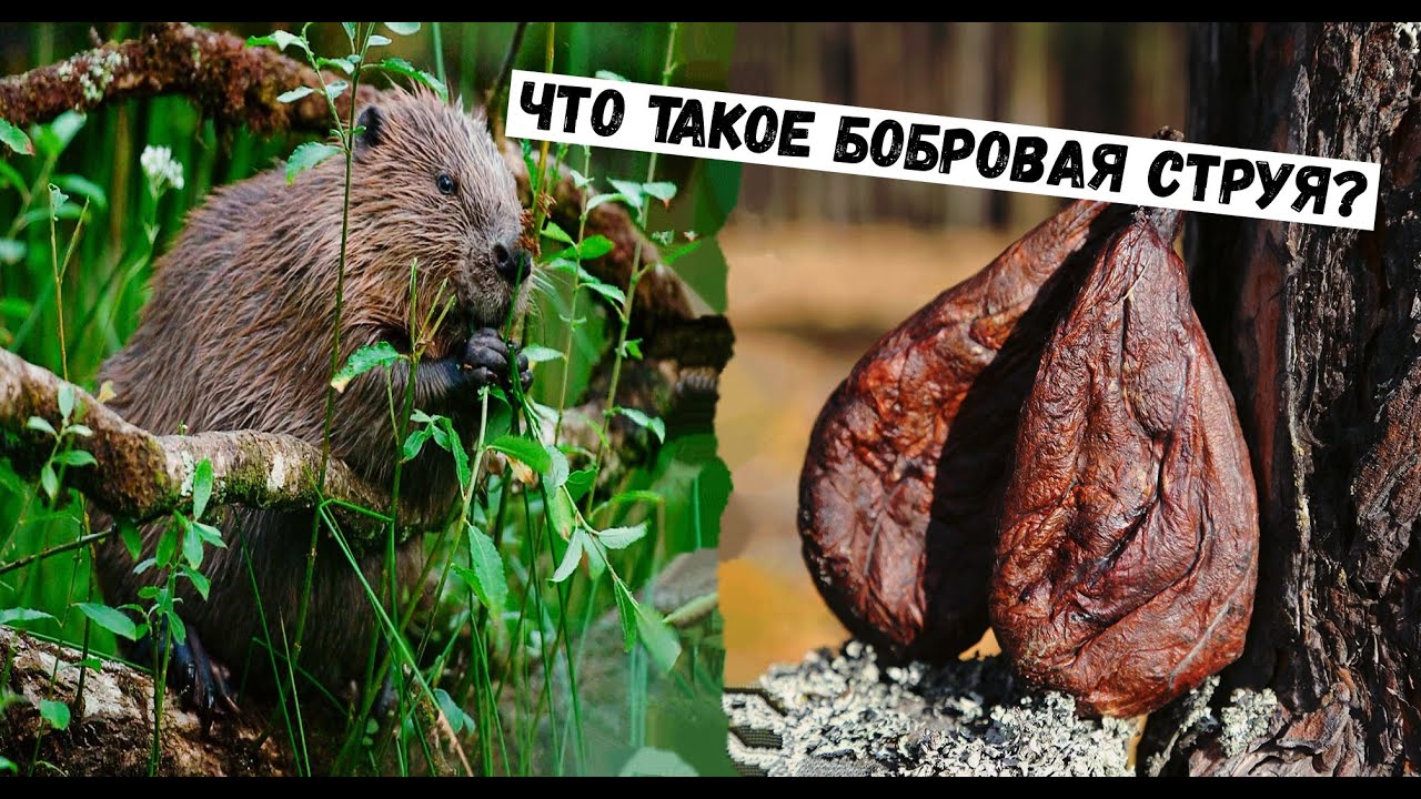 Что такое родентициды?