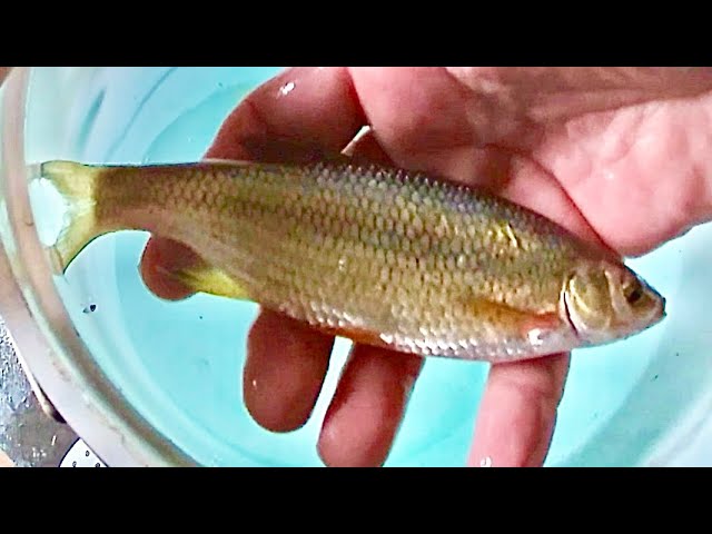 Golden Shiner Bait Trapping for Ice Fishing 