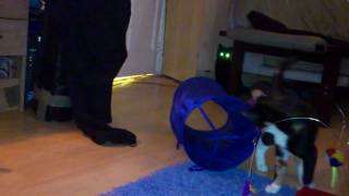 Laser-eyed Cat Fight
