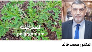 الدكتور محمد فائد  || نبات العطريشة  أو العطرشة