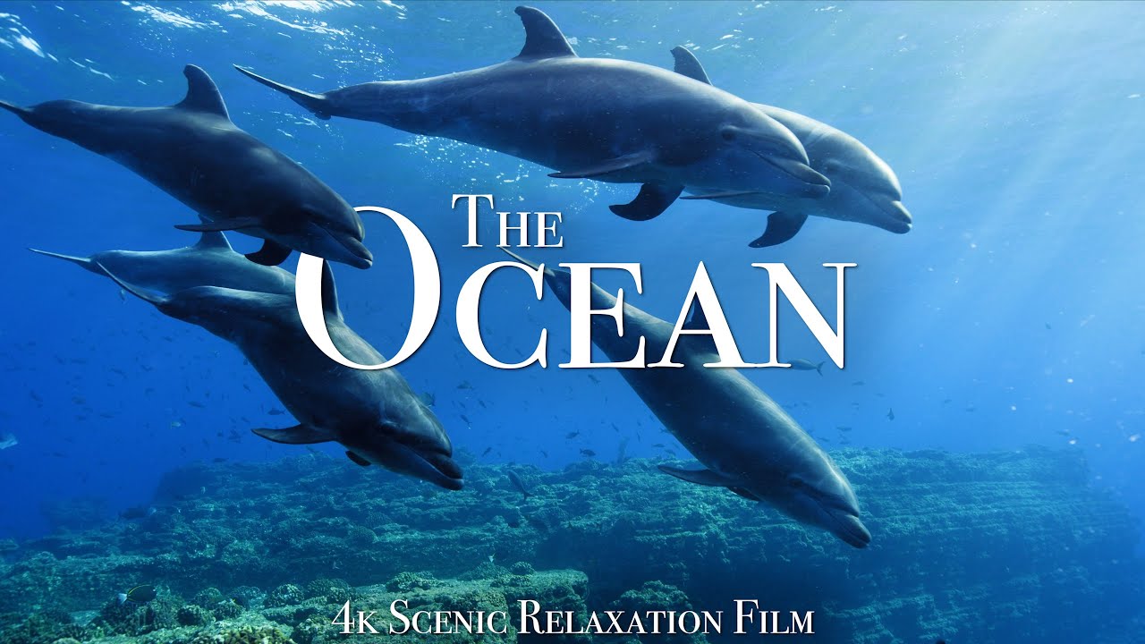 ⁣The Ocean 4K - Scenic Wildlife Film With Calming Music