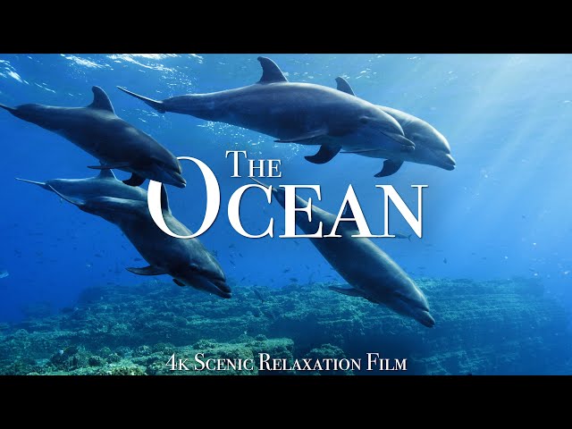 The Ocean 4K - Scenic Wildlife Film With Calming Music class=