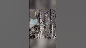 Two kayakers spot a giant snapping turtle on Chicago River #shorts