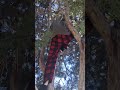 #tree #monkey #climbing #weirdfriend
