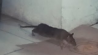 Download lagu Seconds...Big Rat hit by glue trap