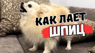 Лай маленькой собаки 🐾 Померанский Шпиц