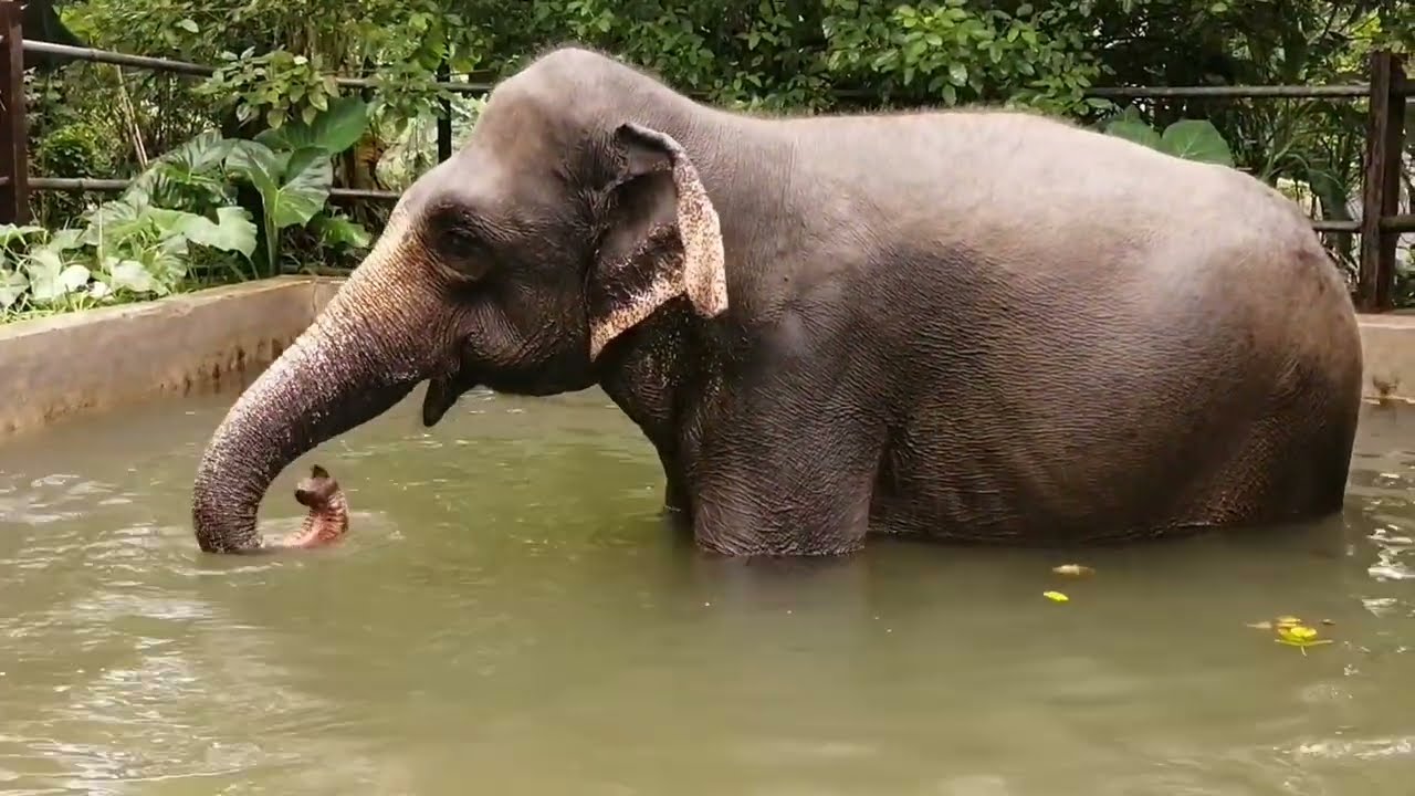 Elephant Takes a Surprise Dip in a Water Tank 🐘💦 | Amazing Moments