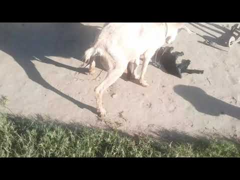goat feeding pig