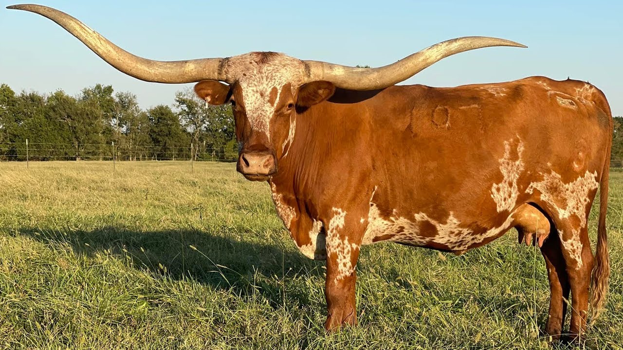 🔴 RazaTexas Longhorn VACAS LECHERAS / VACAS PRODUCTORAS DE CARNE / Crea