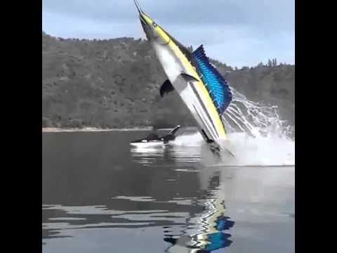 Submarino en forma de orca hqdefault