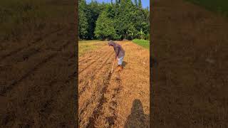 The process of digging the soil with a hoe in a large field #shorts