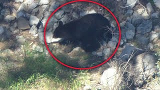 Bear spotted in Castaic neighborhood