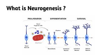 What is Neurogenesis ?