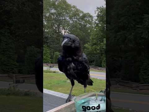 Video: Corvid putni: apraksts, foto, diēta, sugu īpašības un pazīmes