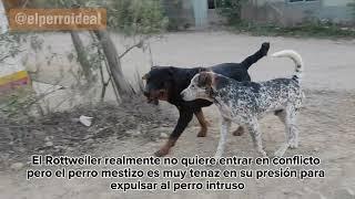 Rottweiler Vs Perro mestizo ' Conflicto Territorial' by Elperroideal 2,584 views 1 month ago 1 minute, 47 seconds