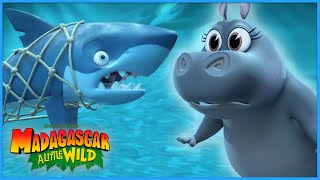 Shark Rescue Mission 🦈 | DreamWorks Madagascar by DreamWorks Madagascar 113,164 views 1 month ago 12 minutes, 53 seconds