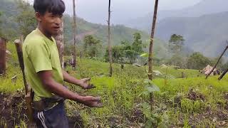 Download Lagu Plantation of Organic Vegetables and crops on Longtang village... MP3