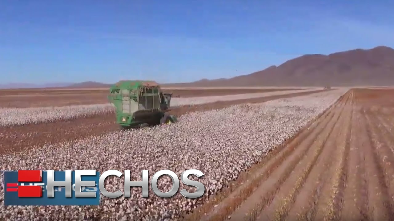 Conociendo las cosechas de algodón en Chihuahua | El Otro México