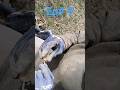 early rare good looking coins coming out of the ground