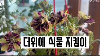 #베란다가드닝 #가드닝에필수품#다이소