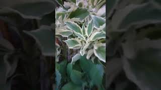 Kolaborasi Cocor Bebek Variegata