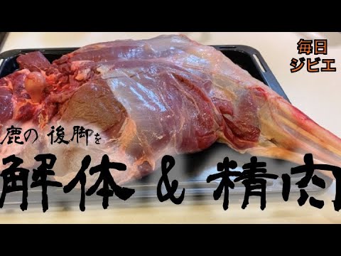 【解体動画】鹿の後脚を部位分けして精肉！これで毎日ジビエ生活！