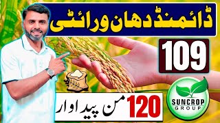 Diamond-109 Hybrid Rice Seed | 100+ Man Dhaan per Acre? Complete Guide 2026